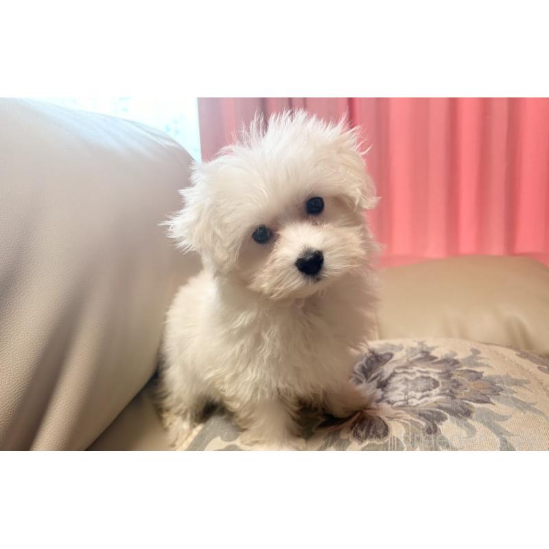 販売中の茨城県のマルプー:マルチーズ×トイプードル-421582の2枚目