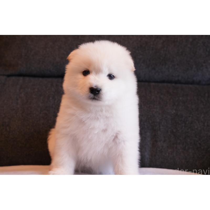 販売中の群馬県のサモエド-427127の12枚目