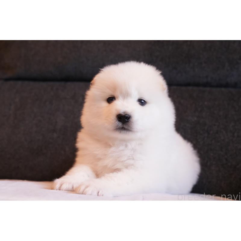 販売中の群馬県のサモエド-427127の11枚目