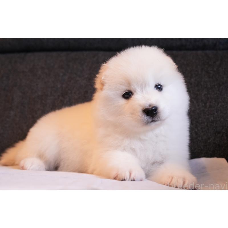 販売中の群馬県のサモエド-427127の10枚目