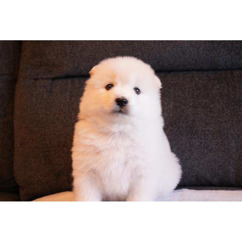 販売中の群馬県のサモエド-427127の9枚目