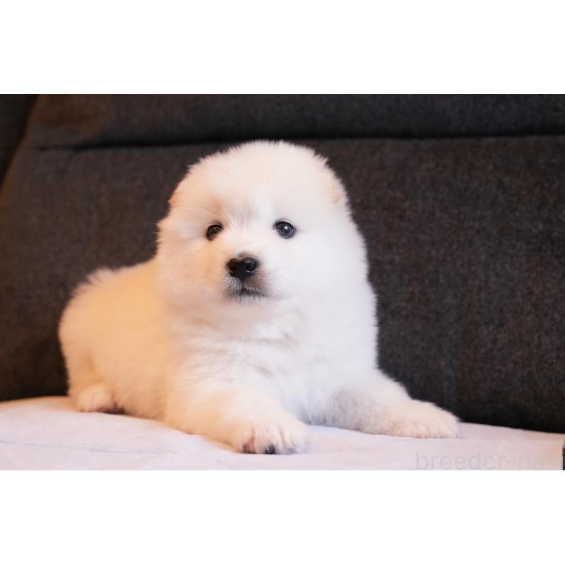 販売中の群馬県のサモエド-427127の8枚目