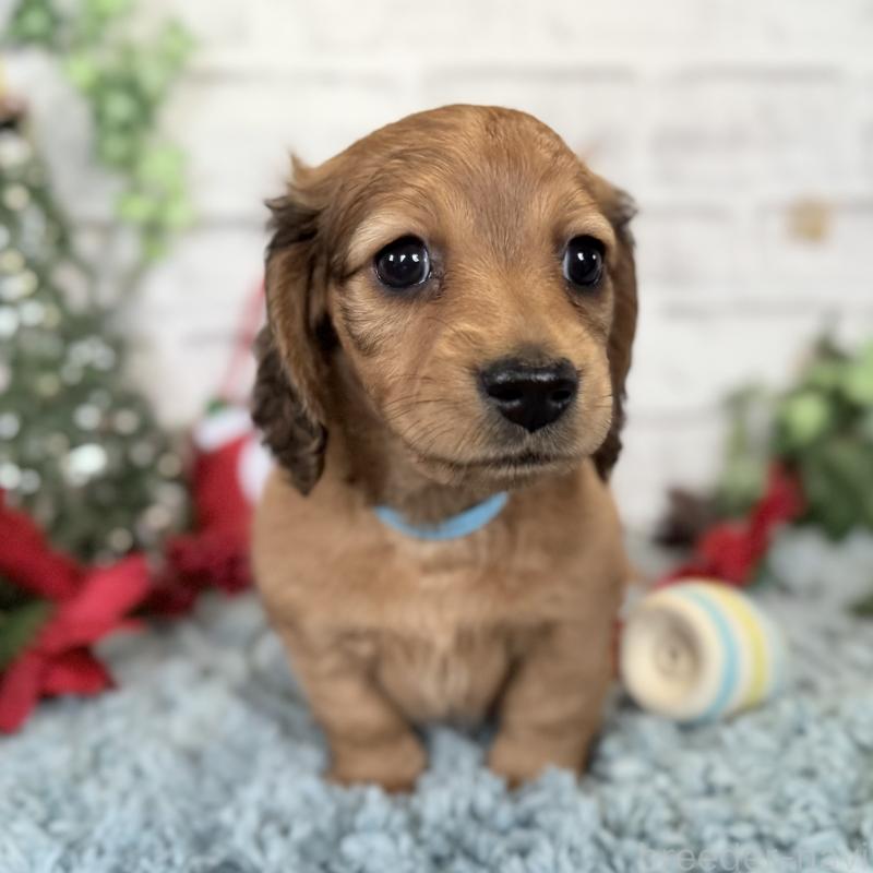 販売中の埼玉県のミニチュアダックスフンド(ロングヘアード)-427129