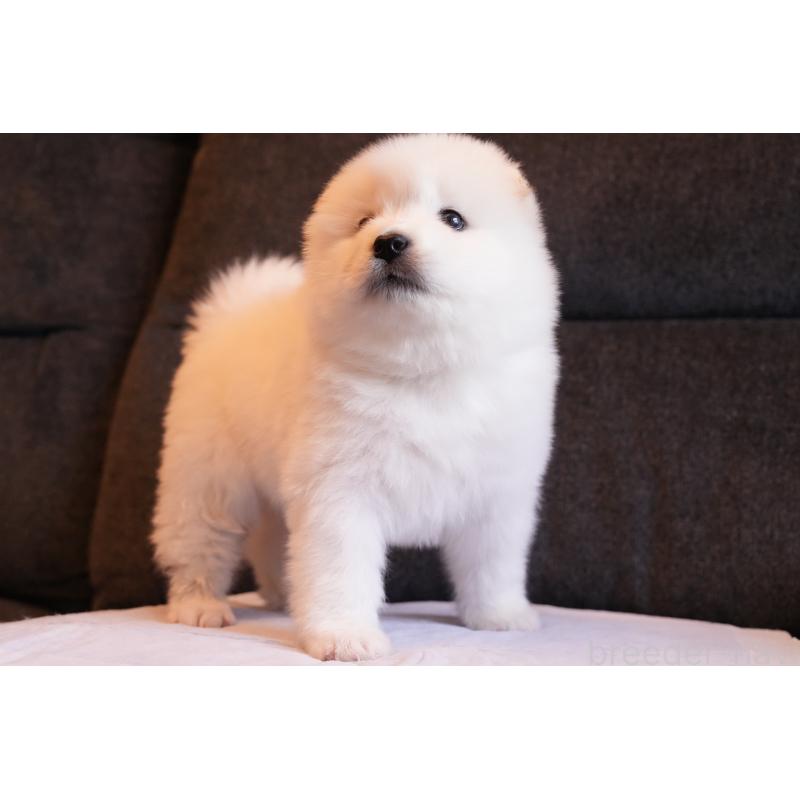 販売中の群馬県のサモエド-427127の7枚目