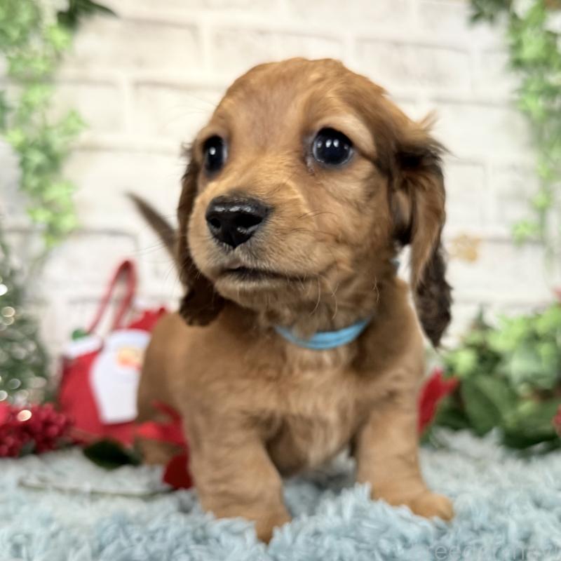 販売中の埼玉県のミニチュアダックスフンド(ロングヘアード)-427129の13枚目