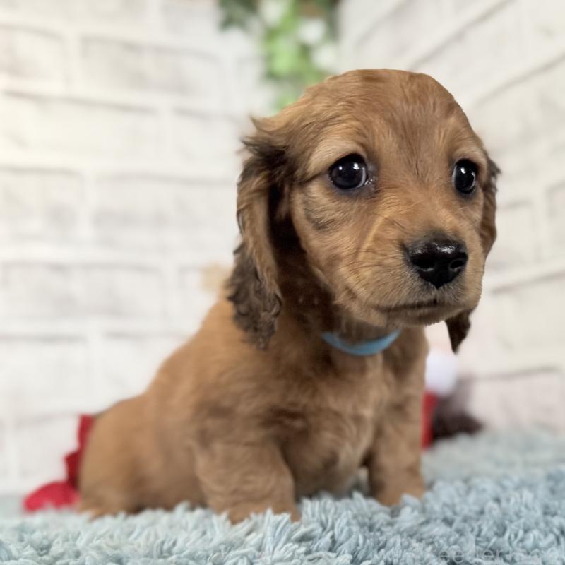 販売中の埼玉県のミニチュアダックスフンド(ロングヘアード)-427129の12枚目