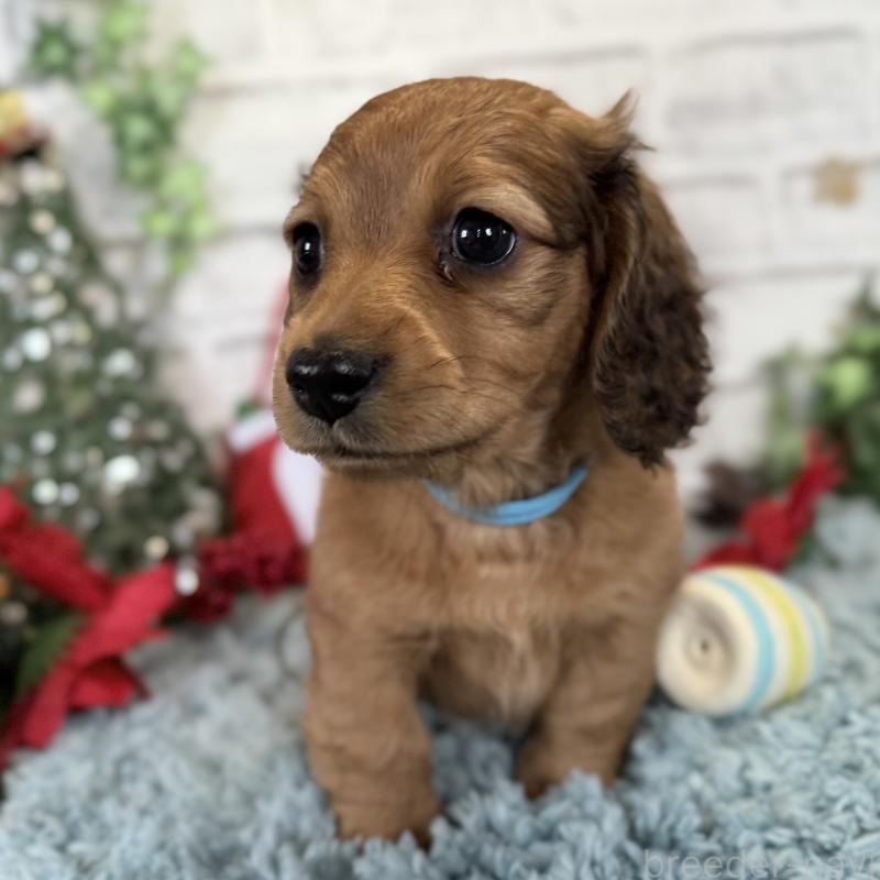 販売中の埼玉県のミニチュアダックスフンド(ロングヘアード)-427129の11枚目