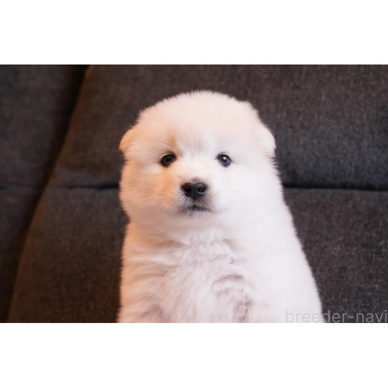 販売中の群馬県のサモエド-427127の6枚目