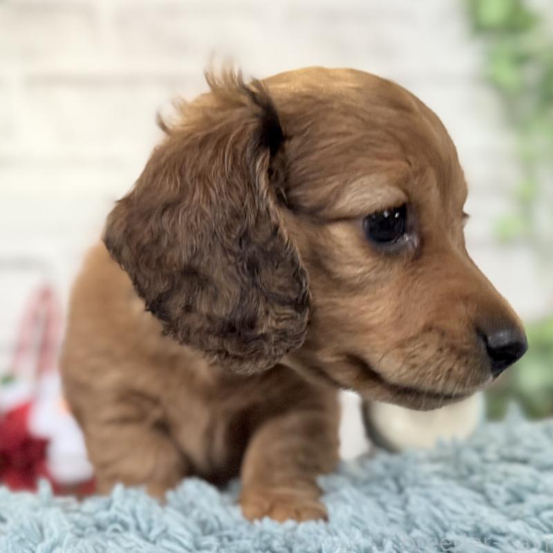 販売中の埼玉県のミニチュアダックスフンド(ロングヘアード)-427129の10枚目