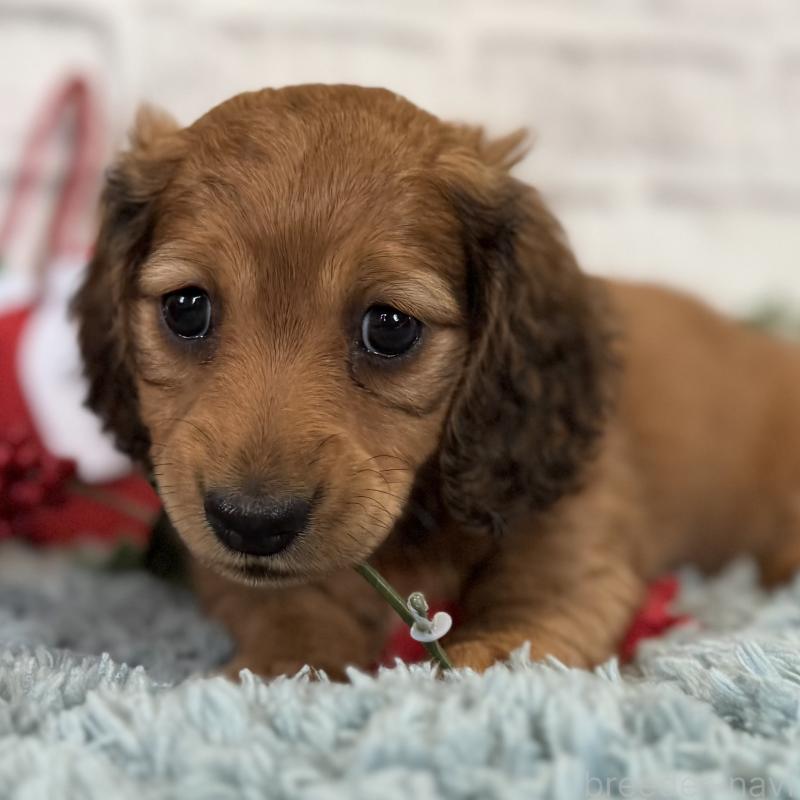 販売中の埼玉県のミニチュアダックスフンド(ロングヘアード)-427129の9枚目