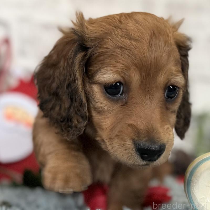 販売中の埼玉県のミニチュアダックスフンド(ロングヘアード)-427129の8枚目