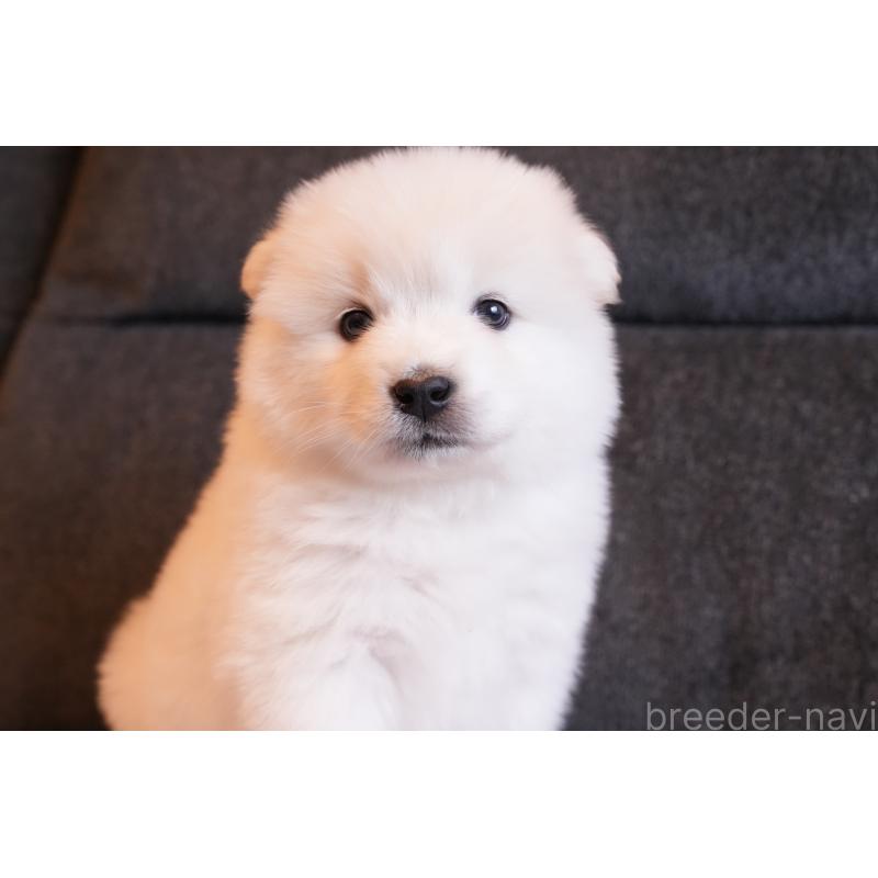 販売中の群馬県のサモエド-427127の5枚目