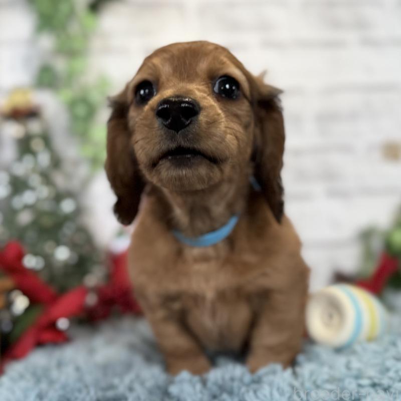 販売中の埼玉県のミニチュアダックスフンド(ロングヘアード)-427129の7枚目