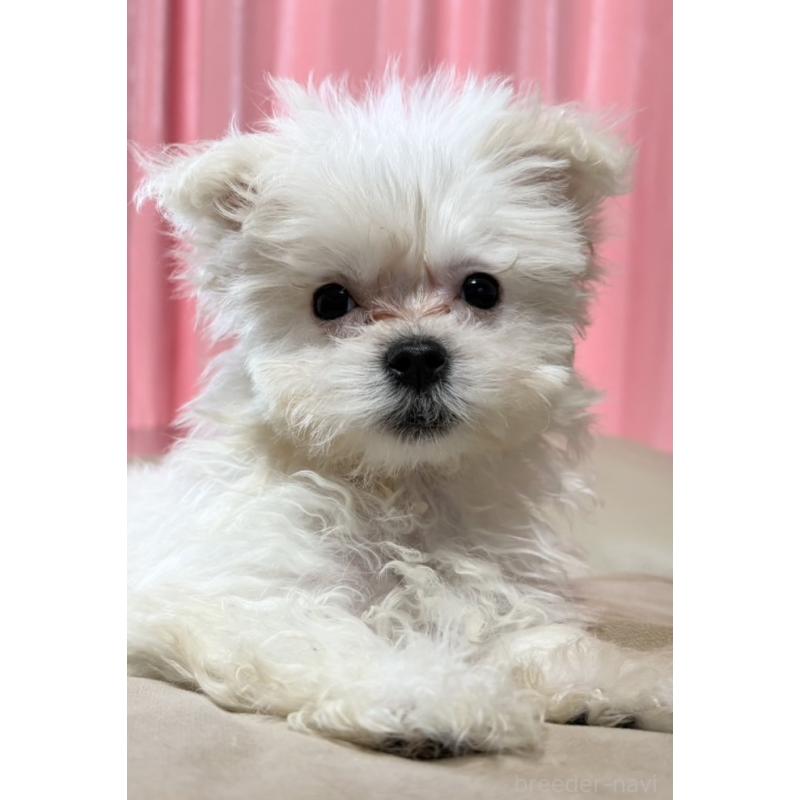 販売中の茨城県のマルプー:マルチーズ×トイプードル-419859の4枚目