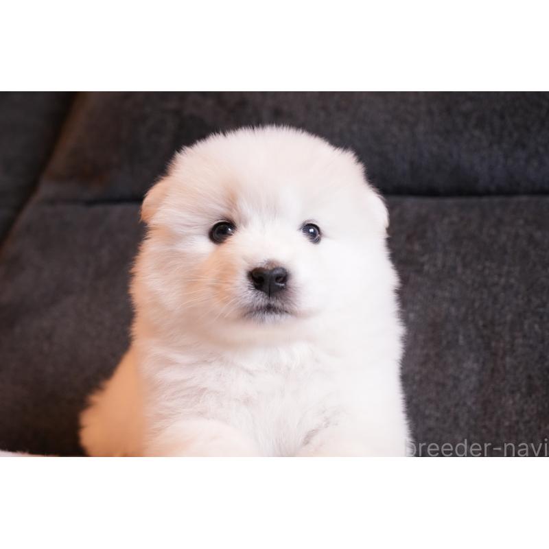 販売中の群馬県のサモエド-427127の4枚目