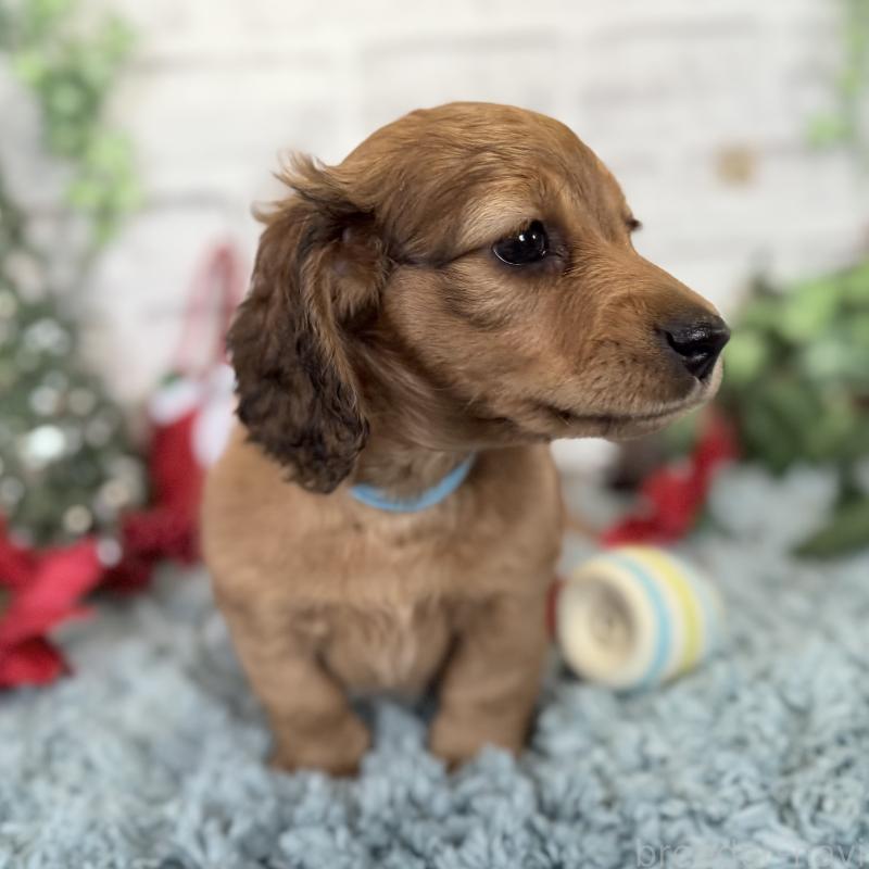 販売中の埼玉県のミニチュアダックスフンド(ロングヘアード)-427129の6枚目