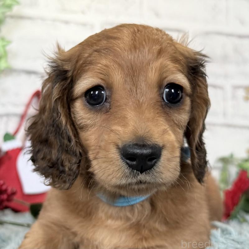 販売中の埼玉県のミニチュアダックスフンド(ロングヘアード)-427129の5枚目