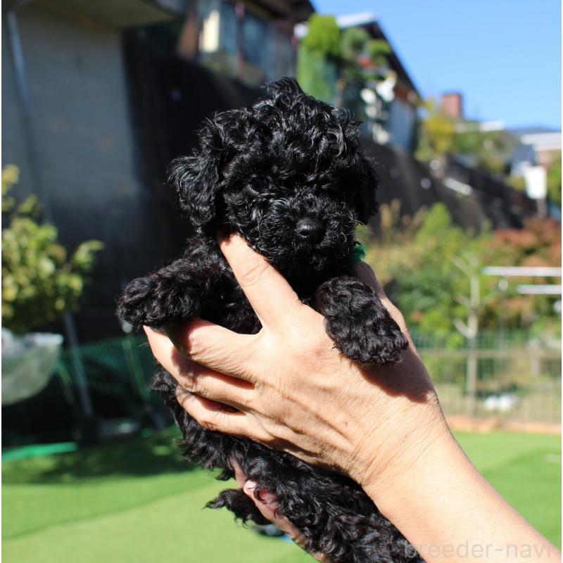 販売中の愛知県のタイニープードル-427128の6枚目