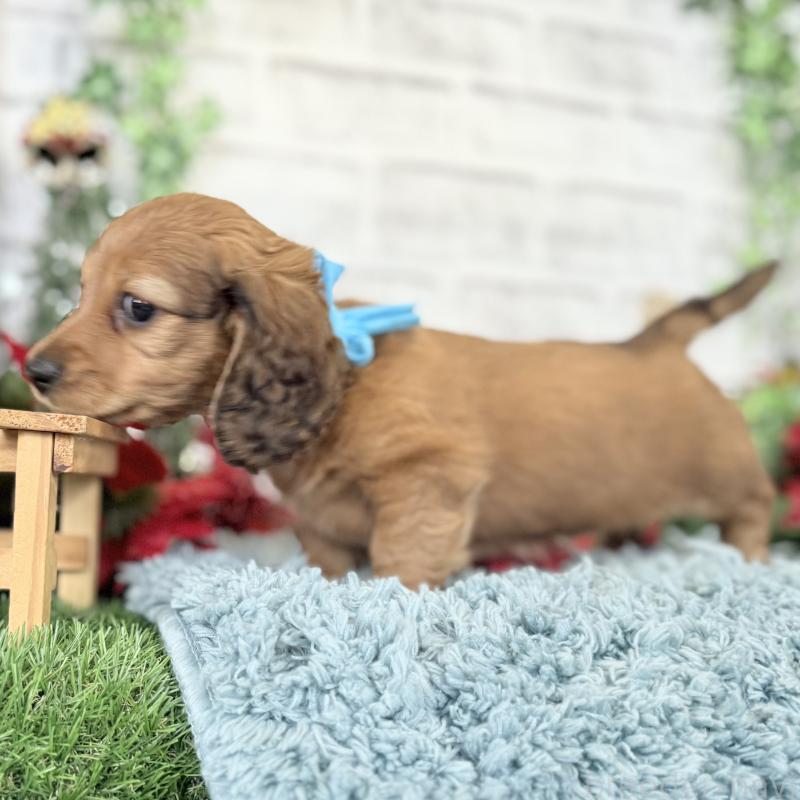 販売中の埼玉県のミニチュアダックスフンド(ロングヘアード)-427129の4枚目