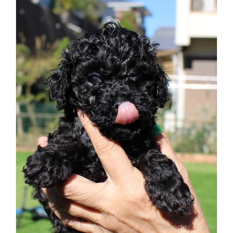 販売中の愛知県のタイニープードル-427128の5枚目