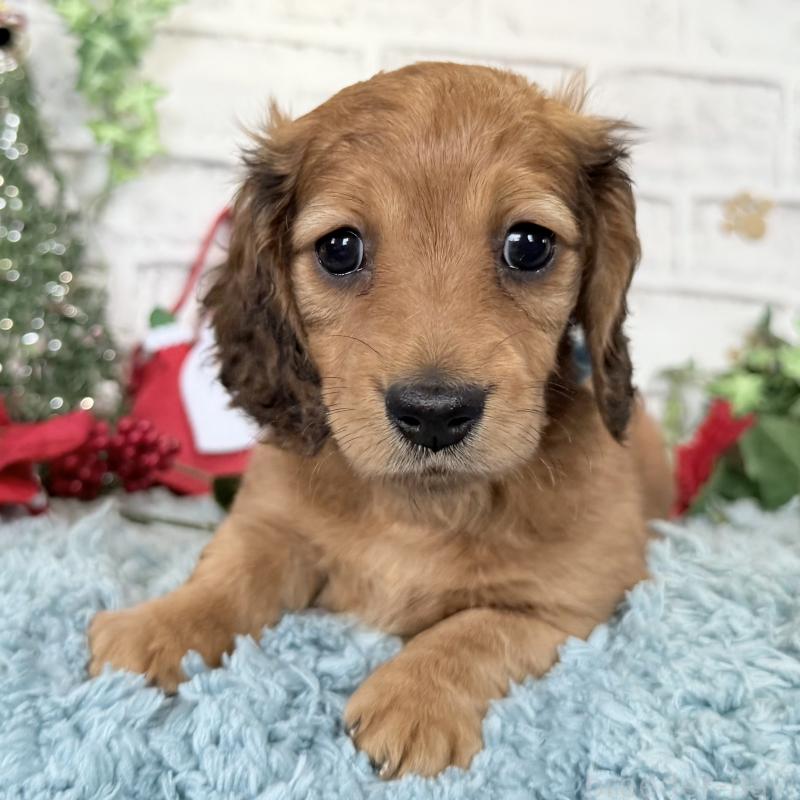 販売中の埼玉県のミニチュアダックスフンド(ロングヘアード)-427129の3枚目