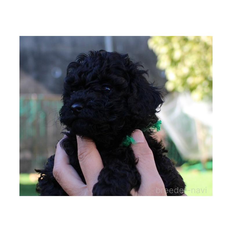 販売中の愛知県のタイニープードル-427128の4枚目