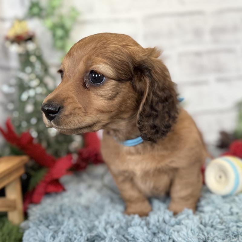 販売中の埼玉県のミニチュアダックスフンド(ロングヘアード)-427129の2枚目