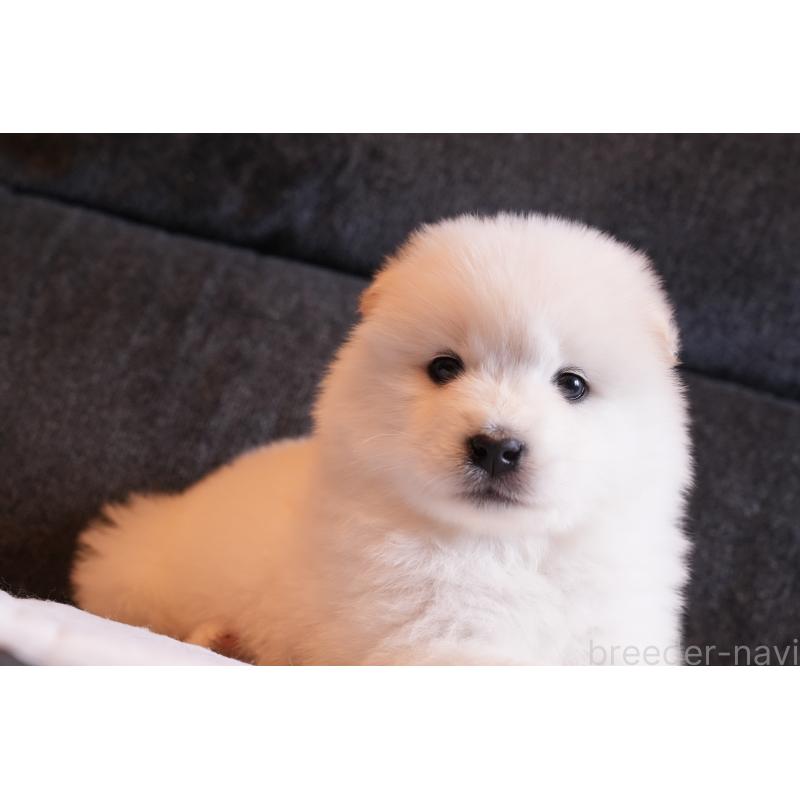 販売中の群馬県のサモエド-427127の3枚目