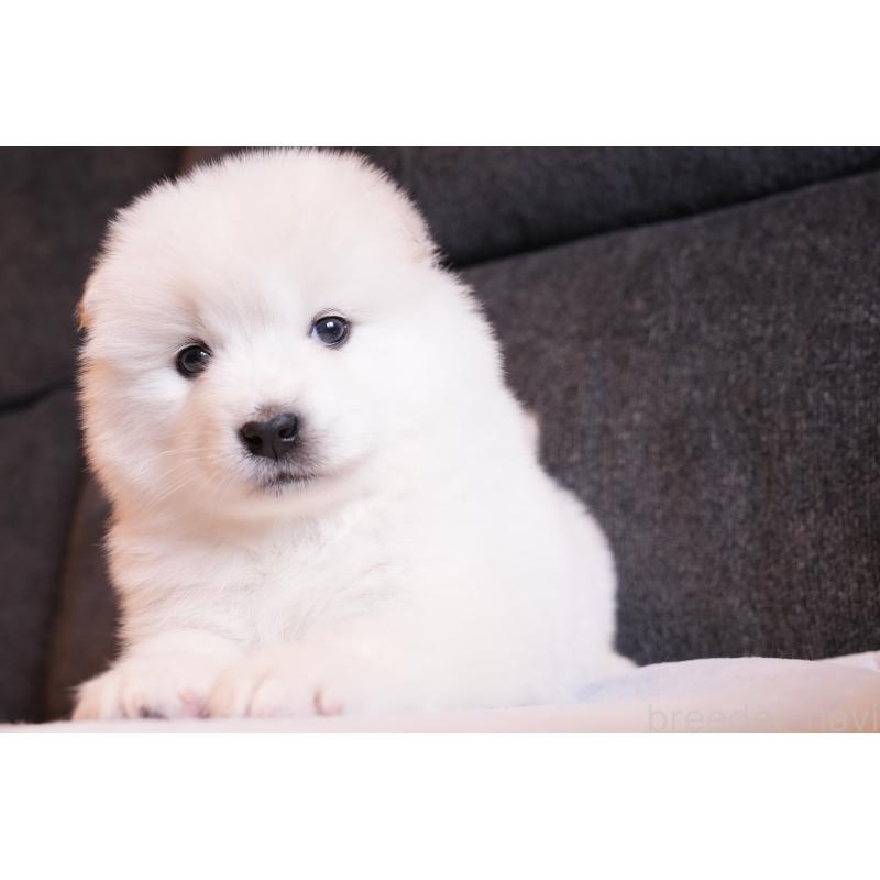 販売中の群馬県のサモエド-427127の2枚目