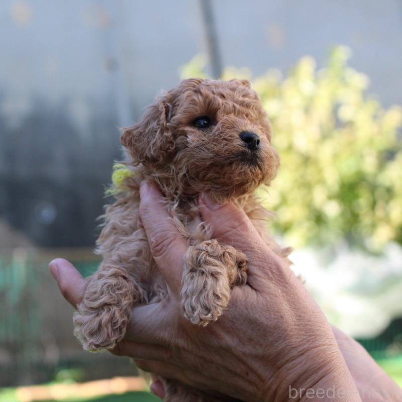 販売中の愛知県のタイニープードル-427130の1枚目