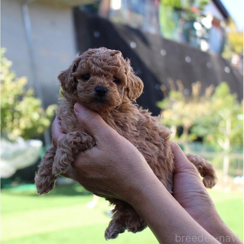 販売中の愛知県のタイニープードル-427130の4枚目