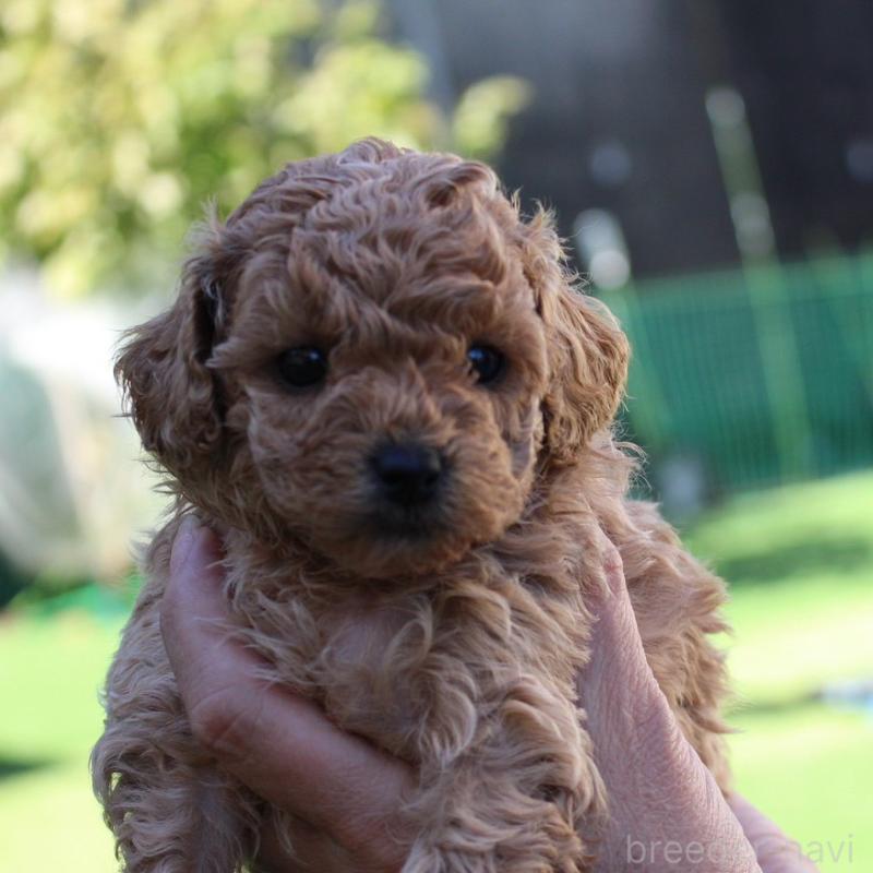 販売中の愛知県のタイニープードル-427130の3枚目