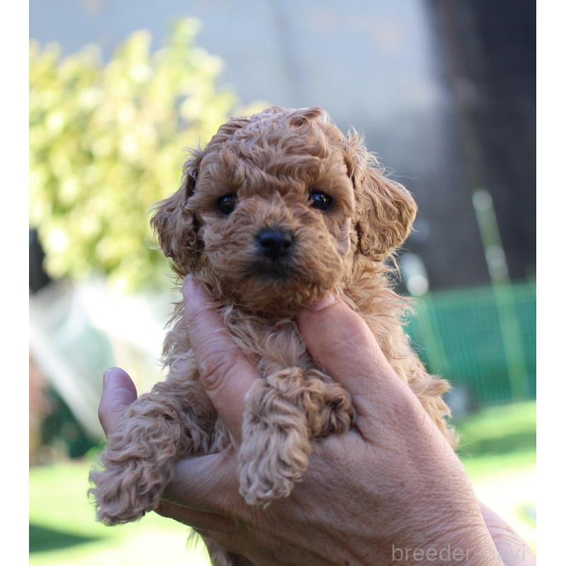 販売中の愛知県のタイニープードル-427130の2枚目