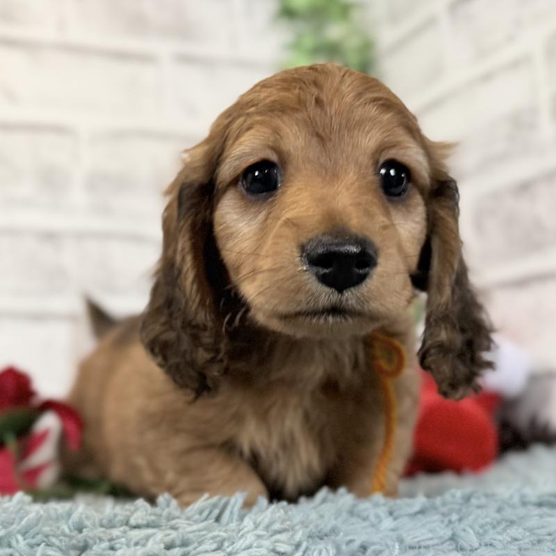 販売中の埼玉県のミニチュアダックスフンド(ロングヘアード)-427131の1枚目