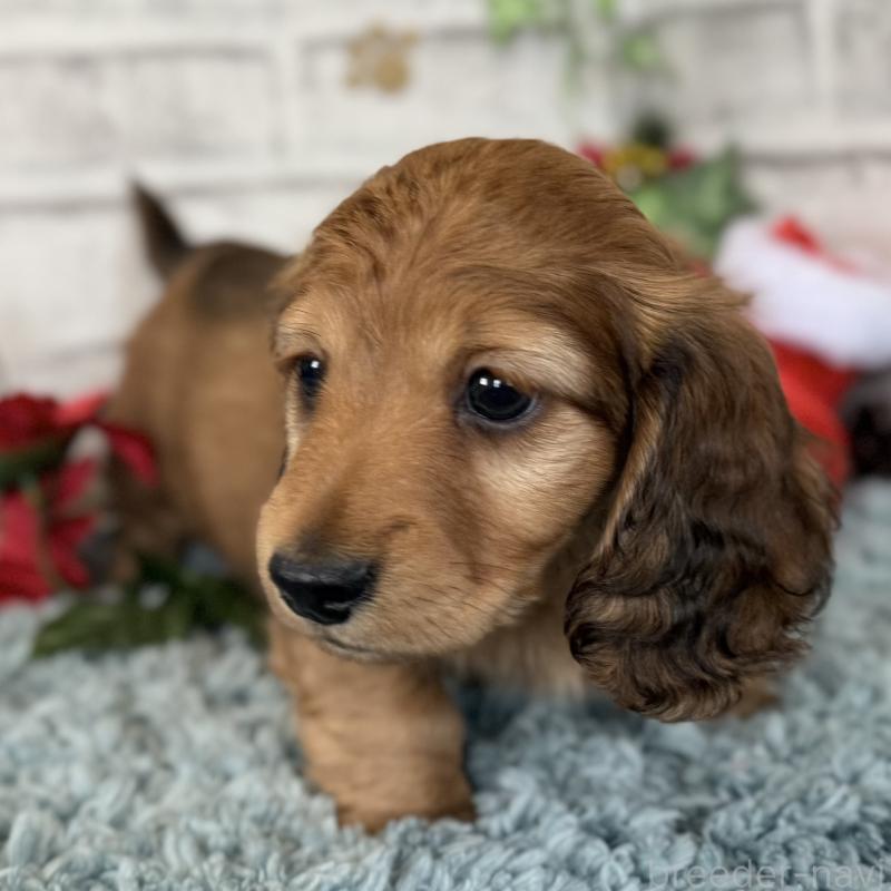 販売中の埼玉県のミニチュアダックスフンド(ロングヘアード)-427131の15枚目