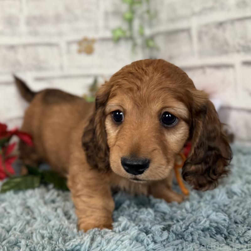 販売中の埼玉県のミニチュアダックスフンド(ロングヘアード)-427131の14枚目