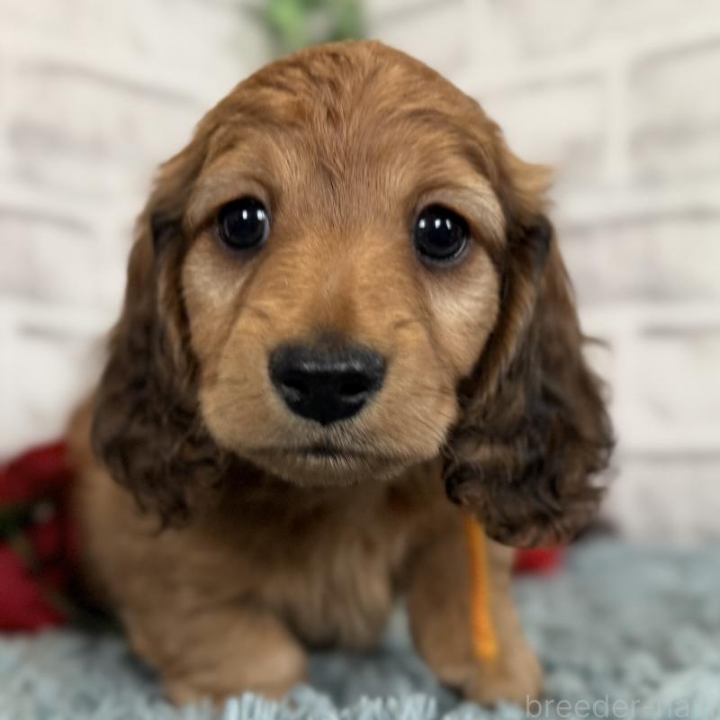 販売中の埼玉県のミニチュアダックスフンド(ロングヘアード)-427131の13枚目