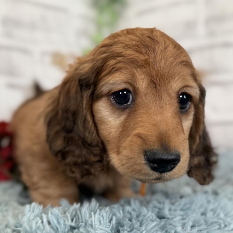 販売中の埼玉県のミニチュアダックスフンド(ロングヘアード)-427131の12枚目