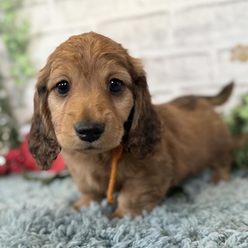 販売中の埼玉県のミニチュアダックスフンド(ロングヘアード)-427131の11枚目