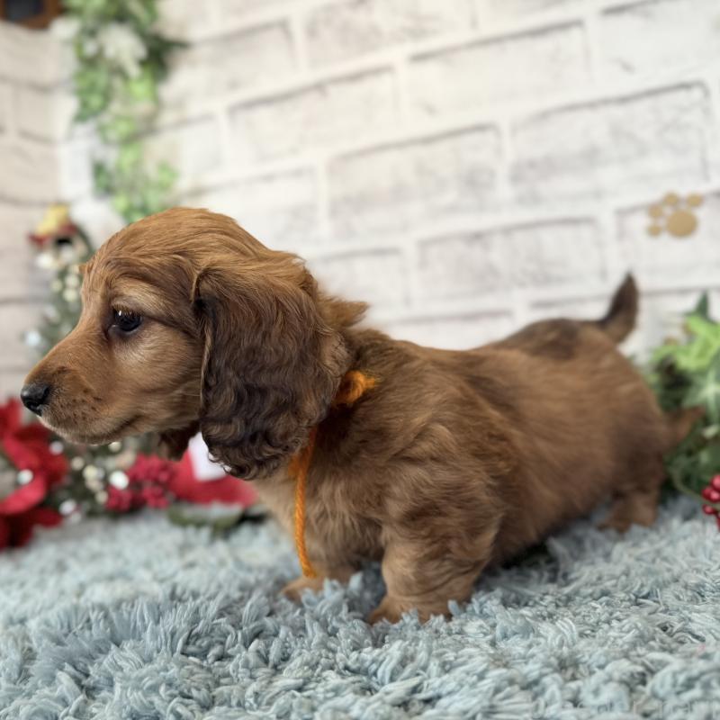 販売中の埼玉県のミニチュアダックスフンド(ロングヘアード)-427131の10枚目