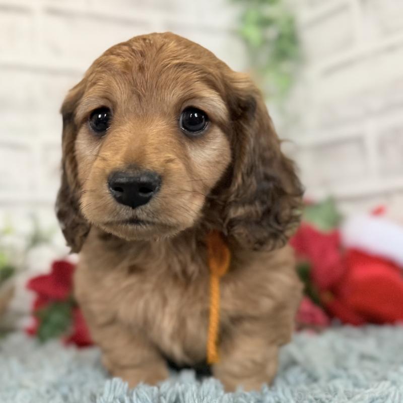 販売中の埼玉県のミニチュアダックスフンド(ロングヘアード)-427131の8枚目