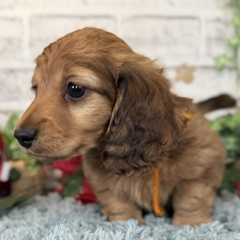 販売中の埼玉県のミニチュアダックスフンド(ロングヘアード)-427131の7枚目