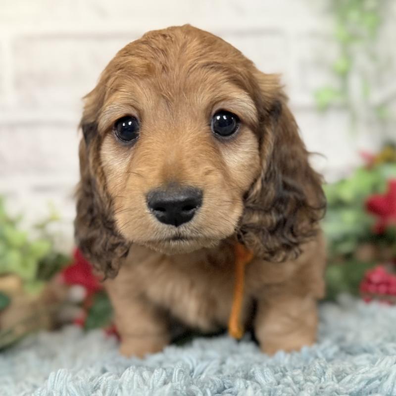 販売中の埼玉県のミニチュアダックスフンド(ロングヘアード)-427131の5枚目