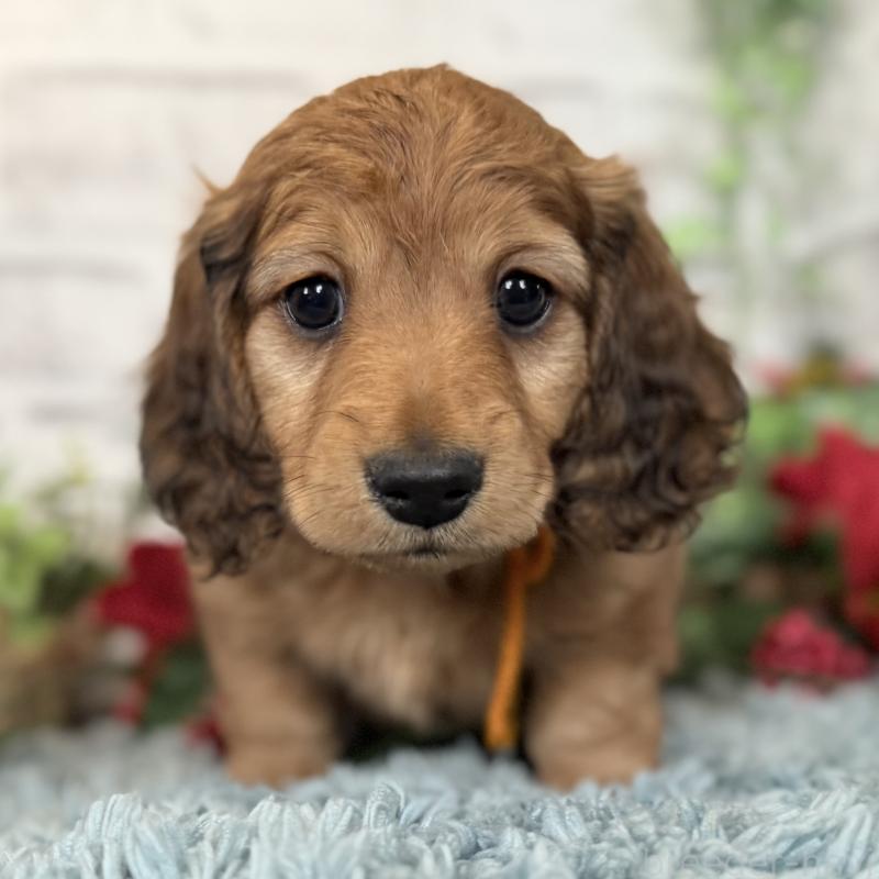 販売中の埼玉県のミニチュアダックスフンド(ロングヘアード)-427131の4枚目