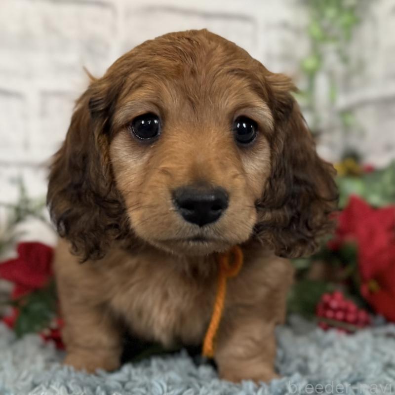 販売中の埼玉県のミニチュアダックスフンド(ロングヘアード)-427131の3枚目