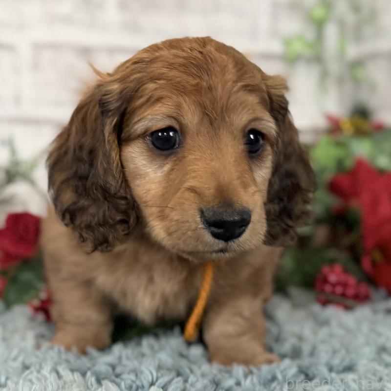 販売中の埼玉県のミニチュアダックスフンド(ロングヘアード)-427131の2枚目