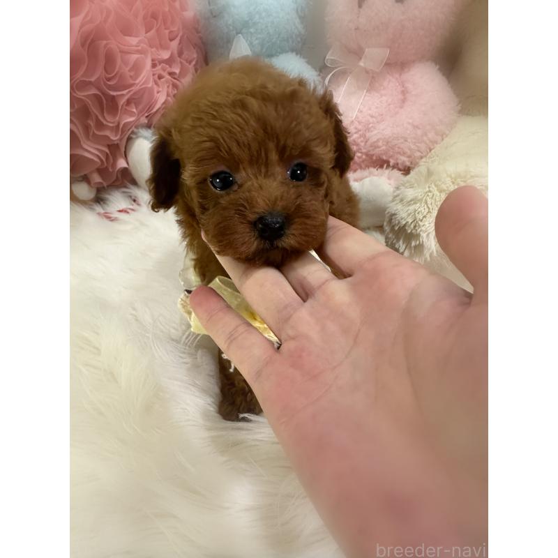 販売中の香川県のトイプードル-425766の9枚目