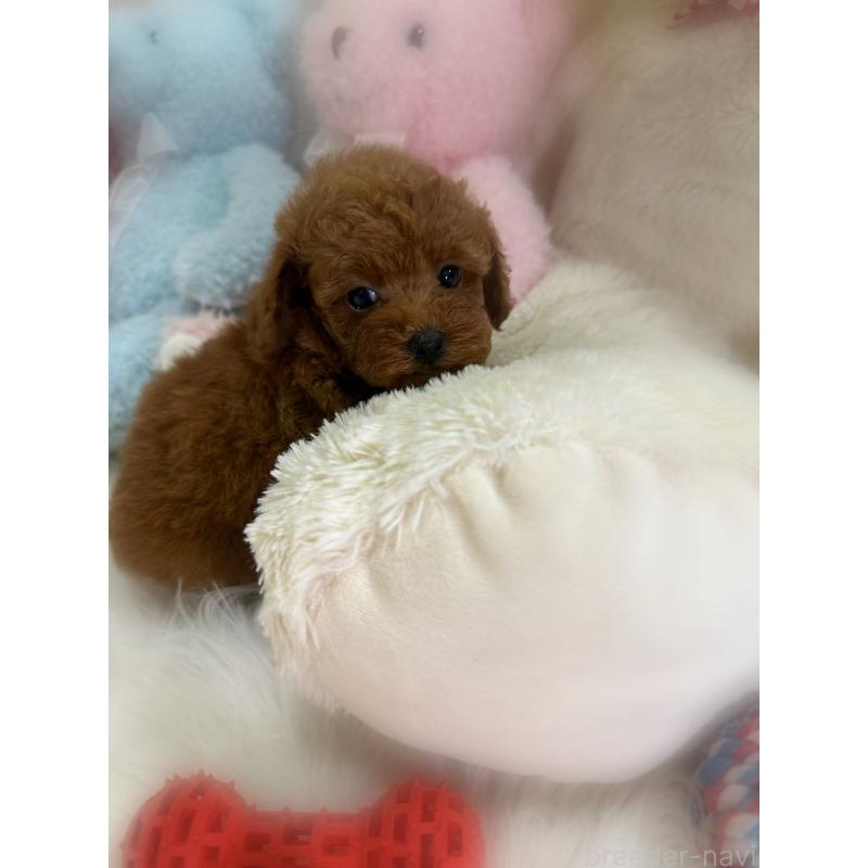 販売中の香川県のトイプードル-425766の8枚目