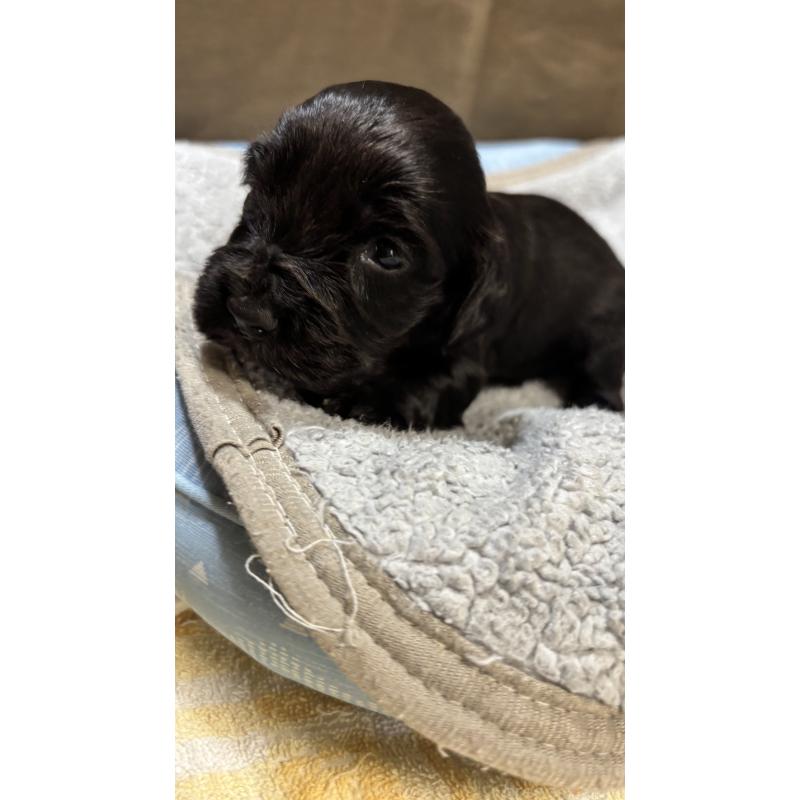 販売中の茨城県のイングリッシュコッカースパニエル-427132の5枚目