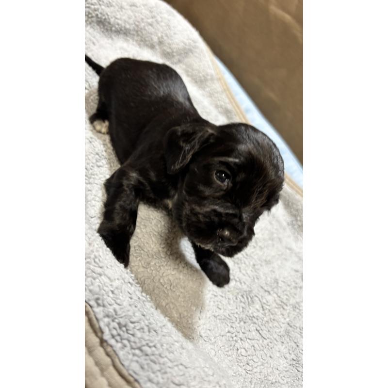 販売中の茨城県のイングリッシュコッカースパニエル-427132の4枚目